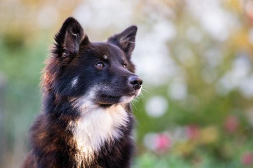 tiere-07.jpg