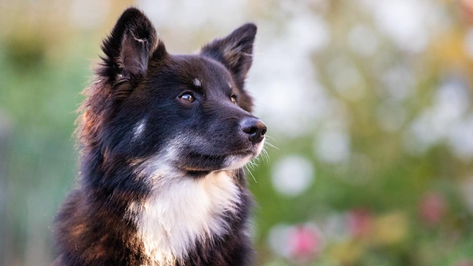 Tiere