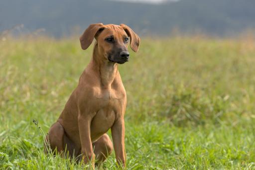 tiere-08.jpg